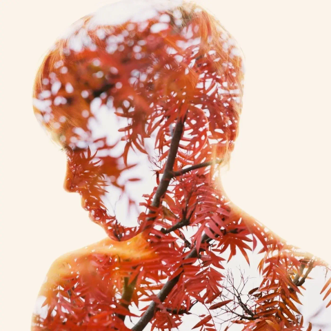 An outline of a person reflecting, filled via a second photo of red leaves amongst thin branches, a combination of human an nature through the double exposure