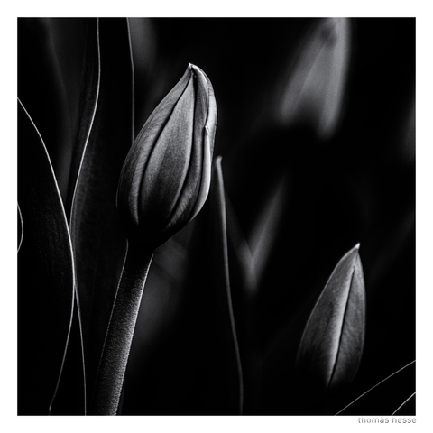 Tulpen in S/W