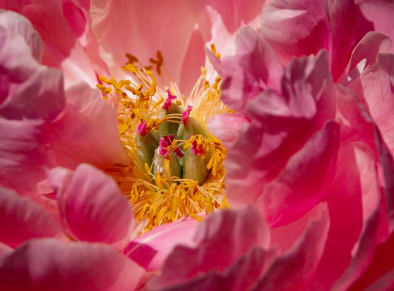 Nahaufnahme einer rosa Pfingstrose.