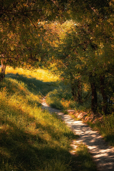 A photograph of a sunlit, narrow path winding through green forest. There is golden sunlight which filters through dense, leafy trees. It casts dappled shadows on the path and grass. The grass is tall and wild, with a mix of green and yellow hues (I think some of it may be getting a bit sun burnt). The path leads into the distance, disappearing into the shaded forest - it doesn't actually disappear, it just brings you down the hill. 😂