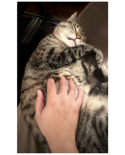 Photo looking down at my striped gray tabby Max (dearly missed) sprawled on a couch, with my open right hand resting on his exposed belly. He stretches his paws to the right and his face is turned upward, eyes closed, one ear sticking out and the other flattened against the couch, mouth slightly open with one tooth showing. You can’t hear the contented purring, but I still can.