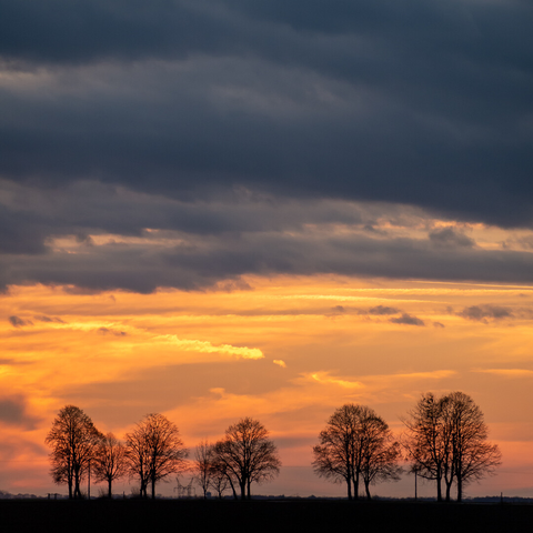 5 Bäume nebeneinander am Horizont, Sonnenuntergangsfarben untere Himmelhälfte, immer grauer obere Himmelshälfte. Dunst. 
