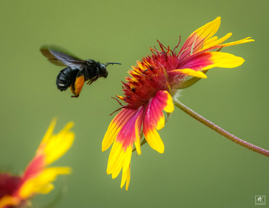 Color photo of a black carpenter bee with hind legs coated in yellow pollen hovering in front of a red and yellow blanket flower.