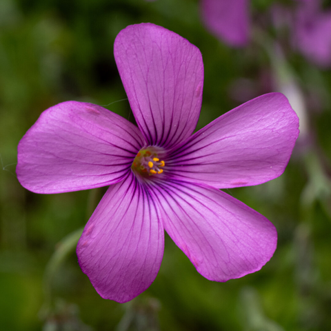 A macro shot of a vibrant pink Pink-sorrel flower with five petals, dark purple veins, and yellow stamens against a green, out-of-focus garden setting.