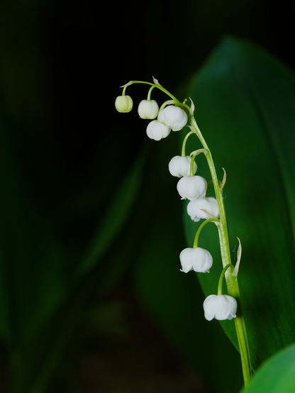 A close-up photo of a Lily of the Valley stem in bloom.