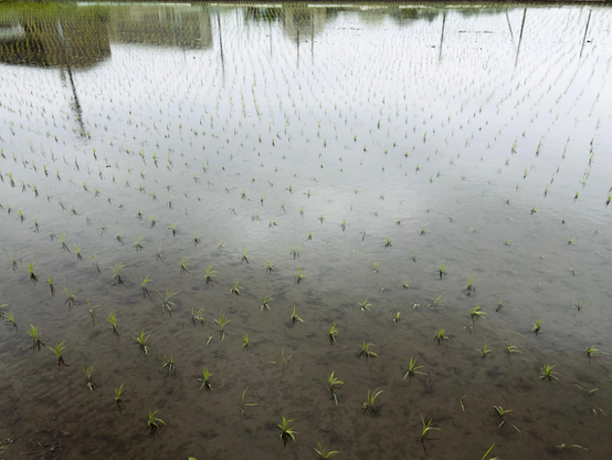 A flooded rice paddy criss crossed with neat rows of seedlings taking their hold in the soft soil. Along the top edge of the frame are the reflection of nine or ten power line posts and off to the left, apartment buildings. The water is unruffled and reflects overcast skies.