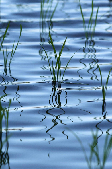 Portrait colour shot. A study of a central rice plant with dagger leaves surrounded by other out of focus clumps of rice seedlings. The deep green of the leaves contrast the steely blue of the waters lapping at their bases. Gently undulating waves of silky azure approach the viewer warping the shadows cast by the plants. Squiggly brush stroke flourishes create a great sense of calm.