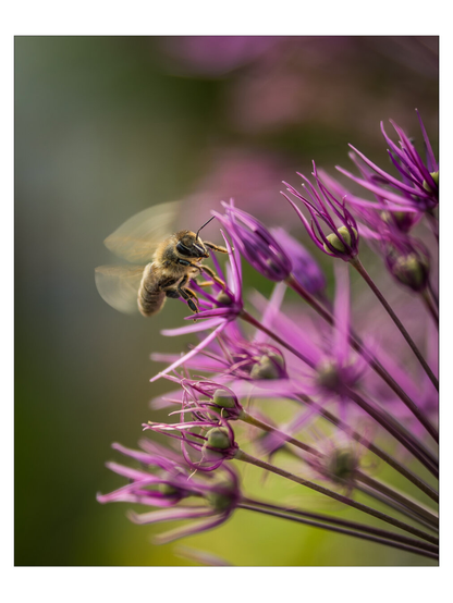 Das Bild ist eine Makroaufnahme und zeigt eine Biene im Flug vor einer zarten lila Blüte mit kleinen, sternförmigen Blütenblättern (Allium).