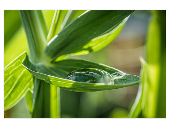 Die Makro-Aufnahme zeigt einen einzelnen Wassertropfen, der auf einem grünen Blatt ruht und die feinen Details und das Spiel von Licht und Schatten auf der Pflanzenoberfläche hervorhebt.