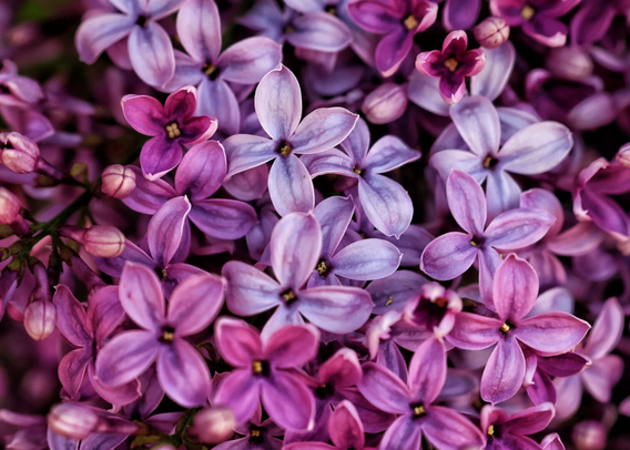 A close-up of vibrant lilac flowers in full bloom, showcasing clusters of delicate, star-shaped blossoms in shades of soft lavender and deep purple, with tiny buds adding texture to the lush arrangement.