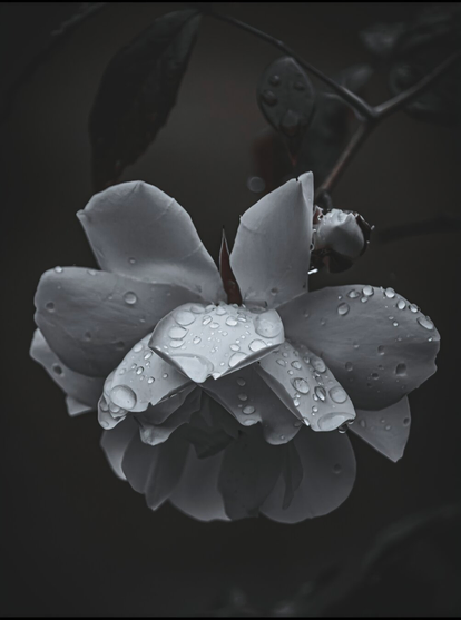A photograph of a monochromatic-ish white rose. Some of the petals have small water droplets on them. The flower is in the centre with dark, blurred leaves in the background.