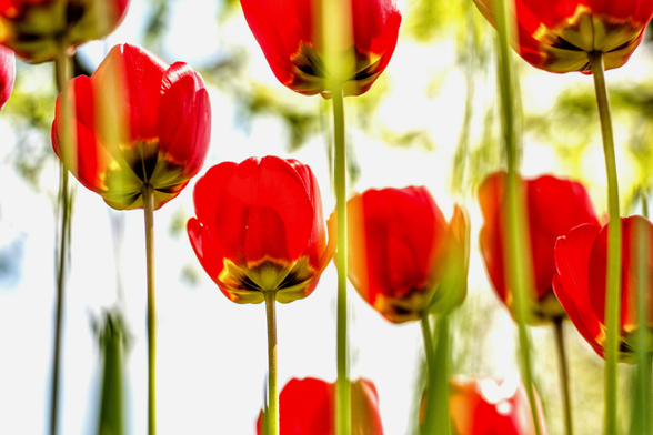 Das Bild zeigt eine Gruppe leuchtend roter Tulpen aus einer extremen Froschperspektive, wobei der Blick direkt von unten nach oben in die Blütenkelche und gegen den hellen Himmel gerichtet ist. Die schlanken, grünen Stängel ragen wie Säulen vertikal ins Bild und tragen die becherförmigen Blütenköpfe, deren rote Blütenblätter durch das helle Gegenlicht fast transparent erscheinen und in einem warmen Rotton leuchten. An der Basis der Blütenköpfe, dort wo der Stängel ansetzt, erkennt man deutlich die gelblichen und dunklen Zeichnungen des Blütenbodens. Der Hintergrund ist von hellem, diffusem Licht durchflutet, was zusammen mit den unscharfen grünen Blättern und Stängeln im Vorder- und Hintergrund eine luftige, frühlingshafte Atmosphäre mit weichem Bokeh-Effekt erzeugt. Durch die Lichtdurchlässigkeit der Blütenblätter und die aufstrebende Linienführung wirkt die gesamte Szenerie sehr lebendig und lichtdurchflutet.