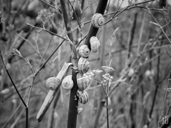 La imagen en blanco y negro muestra un grupo de caracoles adheridos a los tallos y ramas secas de unas plantas en un entorno natural. El fondo está desenfocado, destacando los caracoles y la vegetación en primer plano.