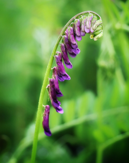 The image shows a close-up of a hairy vetch plant, featuring a curved, slender green stem with clusters of small, vibrant purple and pink pea-like flowers. The flowers are arranged in a one-sided raceme, with some buds still closed. The background is softly blurred, highlighting the lush green foliage.