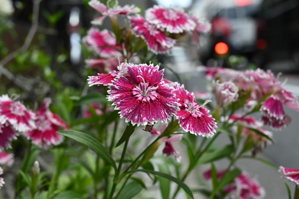 鮮やかなピンク色に白い斑点模様と、ギザギザの白い縁取りが特徴的なナデシコの花。奥に街路の様子が柔らかくボケて写っている。/ 2026.05.13 烏丸六角あたりから
