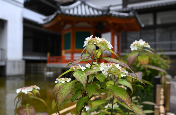手前には白い小さな装飾花をつけたヤマアジサイが､背景には朱色の六角形の太子堂が少しボケて写っている｡/ 2026.05.13 六角通・六角堂から