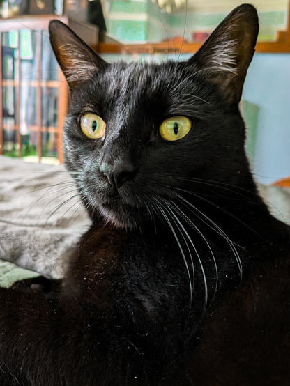A close-up portrait of a sleek black cat. He has large yellow eyes, prominent white whiskers, and erect ears. The sun is shining on one side of his face making his big eyes even brighter.