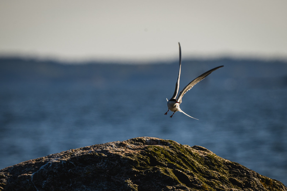 A sunny photograph of a tern that has just lifted off from a rock in the Baltic sea. The bird is in the air, a short distance above a dome shaped rock, sunlit slightly from behind and partly covered in green lichen. The birds tail and wings are fully extended out and up and its feet are still hanging down. The wings and extended tail feathers create a large C shape on either side of the bird.

 It is looking to the right and positioned roughly at the right third.

In the background is the blue Baltic sea, slightly out of focus and a clear pale sky above.