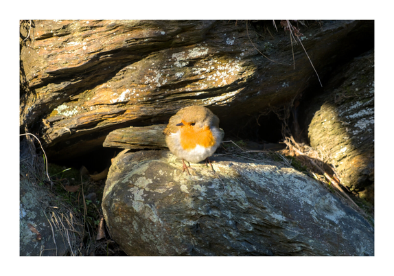 Bird at Wicklow Mountains National Park