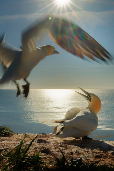 A northern gannet flying over a neighbor's property. The open sea in the background.