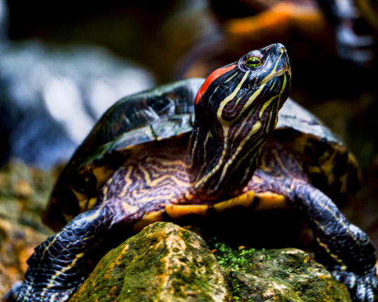 Eine Rotwangen-Schmuckschildkröte präsentiert sich auf einem Stein. Sie hat den Kopf leicht nach rechts geneigt und hoch gereckt, damit man den charakteristischen roten Streifen am Kopf auch gut erkennt. 
. 
A red-eared slider is perched on a rock. It has tilted its head slightly to the right and raised it so that the characteristic red stripe on its head is clearly visible. 
. 