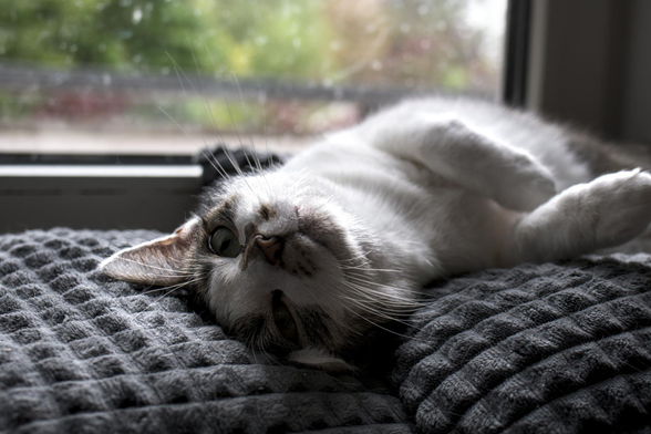 Kater Sammy liegt mit dem rücken nach unten auf zwei kuscheligen Kissen auf der Fensterbank. Er schaut putzig in die Kamera