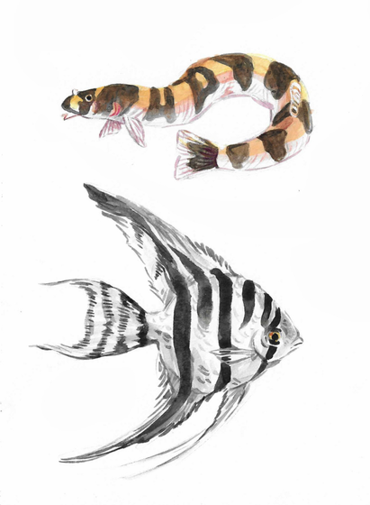 Small watercolour paintings of a Kuhli Loach and a zebra Angelfish.