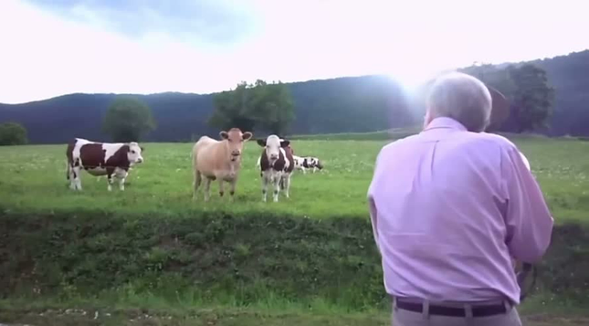 des vaches se rassemblent dans le pré pour écouter des musiciens interpréter sur instruments à vent la chanson de Louis Armstrong « When The Saints Go Marching In »