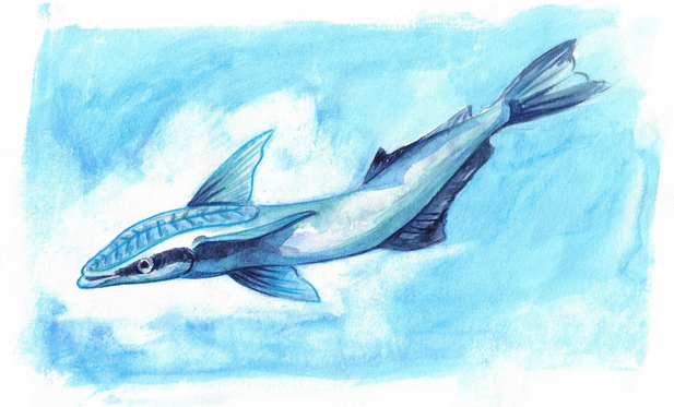 A watercolour painting of a common remora fish, swimming to the left.