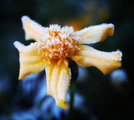 A close-up of a vibrant tagetes flower dusted with delicate hoarfrost. The petals, a warm yellow-orange, are asymmetrical, with one missing at the top, while the others are curled or splayed and coated with fine ice crystals. The centre of the flower is a deep, frost-kissed orange. The blurred background keeps the focus on the intricate details of the frost-covered bloom.