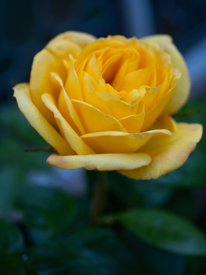 A close-up of a blooming yellow rose against a dark, blurry background of green leaves.