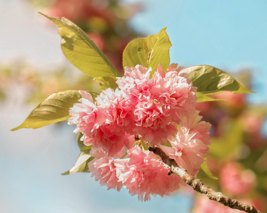 A photograph of a close-up cherry blossom branch with clusters of vibrant pink, ruffled flowers (This is the Kanzan variety!). The flowers have a soft, fluffy texture and are surrounded by green, slightly serrated leaves. The background is a blurry with a bright blue sky and hints of more cherry blossoms.