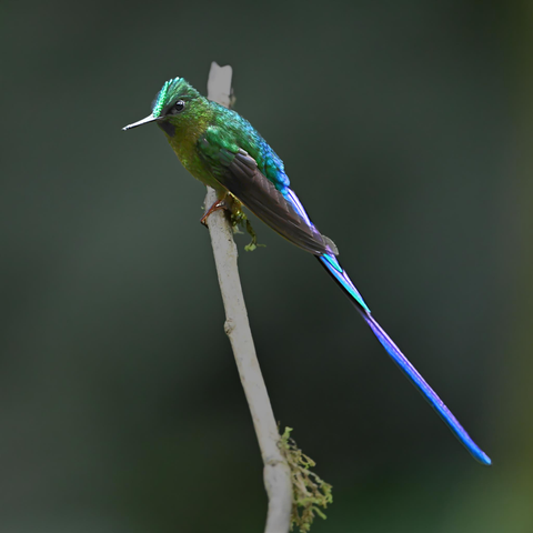 A very long hummingbird that is mostly an extremely flashy violet tail, but do not miss the small blue-green flash on the forehead.  Birb is perched on a branch with some wisps of lichen on it.  The dark of the nearby forest is blurred into a deep green background.  This is the beautiful male Violet-tailed Sylph of the Andes cloud forest.  Tandayapa, Ecuador. Photo by Peachfront.