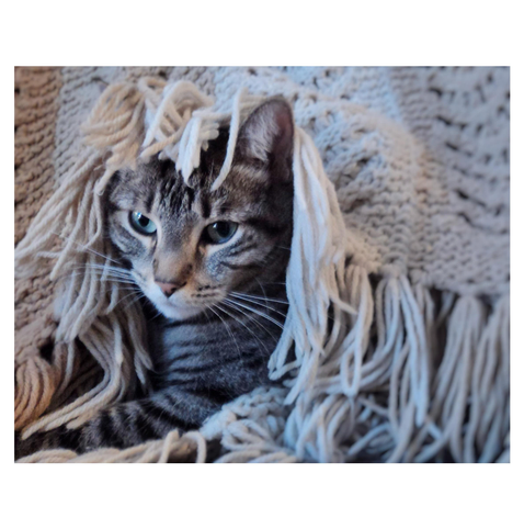 My striped gray tabby Max (dearly missed) relaxes on a couch with a knitted afghan blanket in brown tones draped over the backrest. The fringe on the blanket’s edges covers his back and the top of his head; he doesn’t seem to mind.