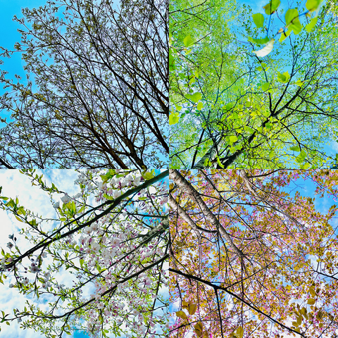 Four views of trees showing springtime from almost bare branches to fresh spring leaves and blooming flowers against blue skies.