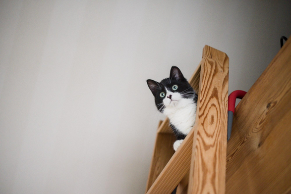 Kater Phips am oberen Ende einer Leiter auf der es zum Speicher hoch geht, direkt unter dem Dachgiebel. Die Leiter ist aus Holz