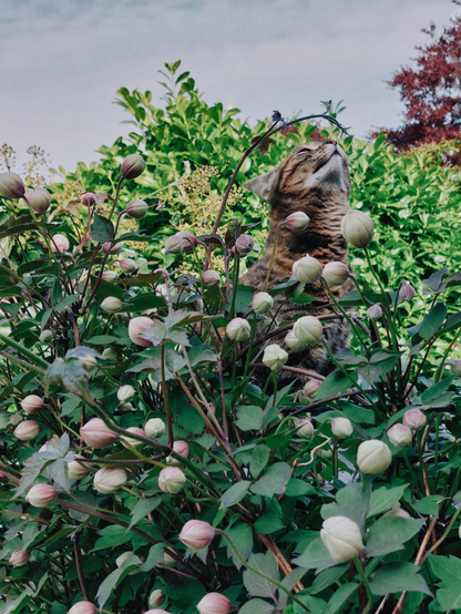 a brown striped cat sitting behind my Clematis bush and sniffing very graciously on one of the branches. branch.