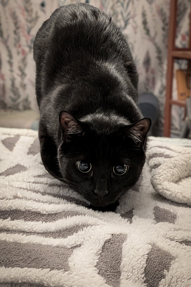Close-up of Ziggy, a shiny black cat, in a playful about-to-pounce pose. His chest is lowered, his tush is up, his ears are forward, and his eyes are completely dilated, filling his face with huge black pupils.