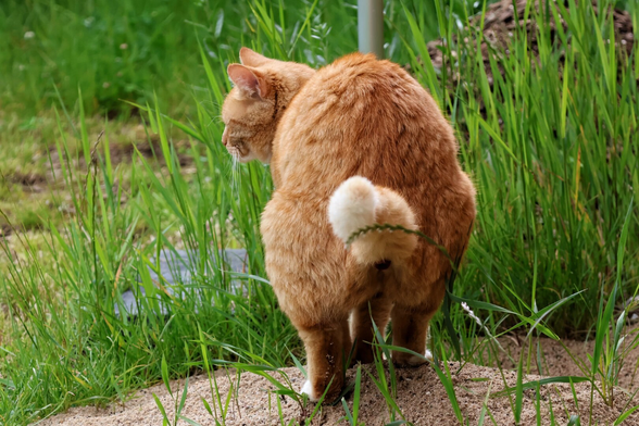 A ginger cat squatting on a patch of bare soil in a garden, surrounded by tall green grass and plants. The cat’s tail is raised, and its posture indicates it is pooping.