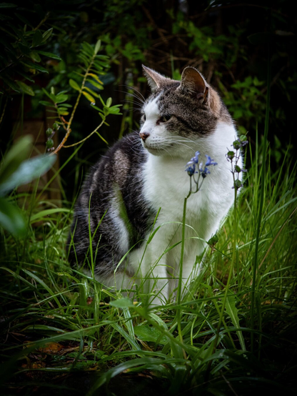 A tabby and white cat sits in tall green grass. She looking calmly off to the side. A small spring of purple wildflowers grows up in front of her.