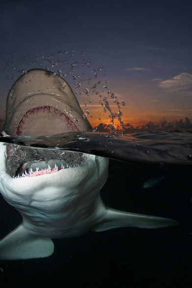 un requin baille, la gueule grande ouverte dans la mer, les dents du haut à l’air, la mâchoire du bas immergée