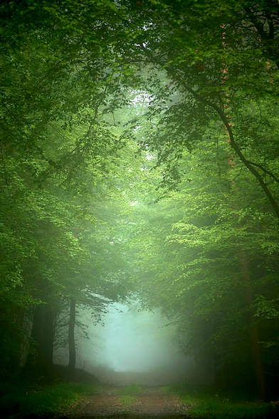 A lush canopy of vibrant green deciduous trees frames a central path through a dense, misty forest where profound silence prevails. The leaves overhead form a natural archway, filtering light and fading into a soft, glowing mist in the background. A simple dirt track, grassy in the centre, leads directly into the thick white mist, creating a strong sense of depth. Deep shadows at the bases of the trees in the foreground contrast with the ethereal brightness of the fog ahead.