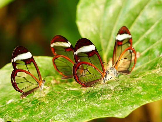 Glasswing Butterflies, scientifically known as Greta oto.While most butterflies stun us with brilliant, pigmented scales that reflect vibrant colors, Greta oto takes the opposite evolutionary approach: complete stealth through near-invisibility. The mechanics behind their see-through wings are a masterclass in natural engineering, relying on three distinct structural factors