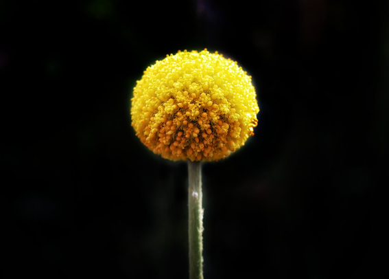 A close-up of a vibrant yellow craspedia flower, also known as a drumstick flower, with a round, densely packed bloom on a slender green stem. The background is completely black, highlighting the flower's texture and colour.