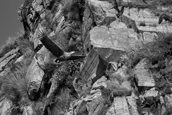 This is a black and white wildlife photo in landscape format of a White-Tailed Eagle, often called a Sea Eagle (Haliaeetus albicilla) soaring in front of a jagged and rocky cliff. Gjesværstappan, Norway (2017).

The immediate background is filled with a tall, rocky and jagged cliff face. The cliff is made up of multiple large, sharp rocks with tufts of long grass and the occasional flower growing heroically from the narrow gaps. In the upper left corner is a portion of clear and cloudless sky, rendered black. To the left of centre is our Sea Eagle, viewed obliquely with the front and right side in view and in-flight from left to right, filling about a quarter of the width of the photo. The bird's wings (sometimes as wide as 2.5 m or 8 ft) are outspread, with the head is looking straight ahead as it flies a few metres from the cliff face. This Adult eagle shows the characteristic long, broad, fingered wings, heavy, blunt looking bill and short wedge-shaped white tail, the feet are neatly retracted, flush with the underside feathers. The beak, head and chest are brightly lit by the low, autumnal arctic sun.

The location is the Gjesværstappan islands that are at 71º North with little or no land beyond before the North Pole is reached, 1100 nm away. 
