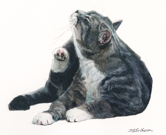 This is a watercolor painting of a cat on a white background. The cat is grey with some black stripes over the darker areas; its belly, cheeks, chin and paws are white. Its eyes are closed and its sitting on the ground, just about to scratch its chin with its back paw.