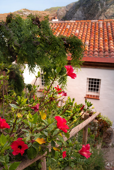 Color photo of a small sloped garden with tall red hibiscus flowers next to the wooden railing of a stairway. At the bottom is a whitewashed, orange tiled roof house. Beyond the house in the background is a rocky coastal hillside. 