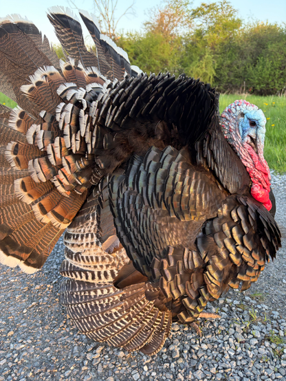 Photo of a bronze male turkey displaying his tail feathers, with his caruncles bright red and the area around his eye bright blue. Green trees and field in the background.
