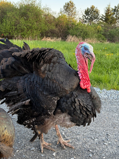 Photo of a male black turkey displaying his tail feathers, with his caruncles bright red and the area around his eye bright blue. His eye is also blue, and there are green trees and a field in the background.