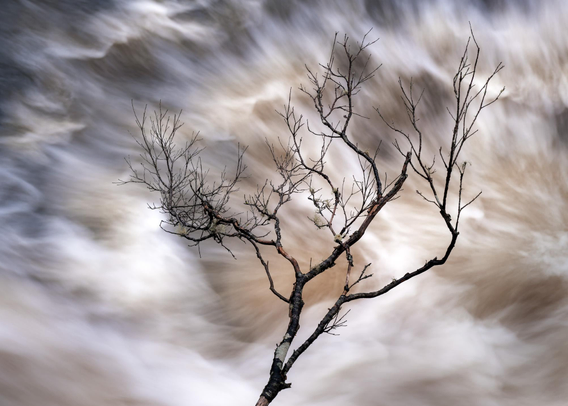 a bare tree with a rushing river in the background in brown, beige and blue color